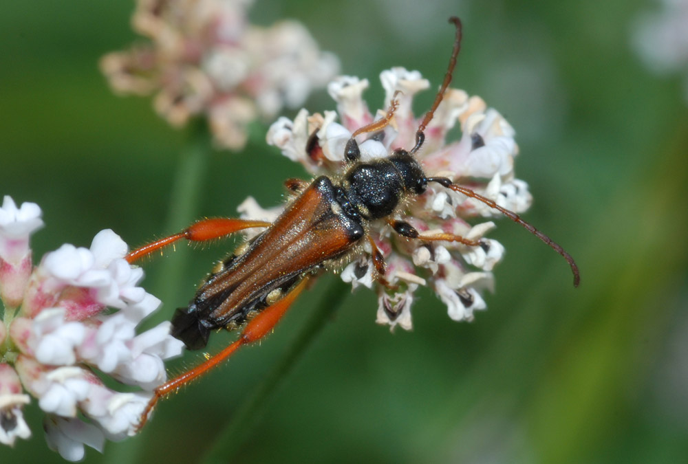 Cerambycidae da confermare: Stenopterus rufus rufus